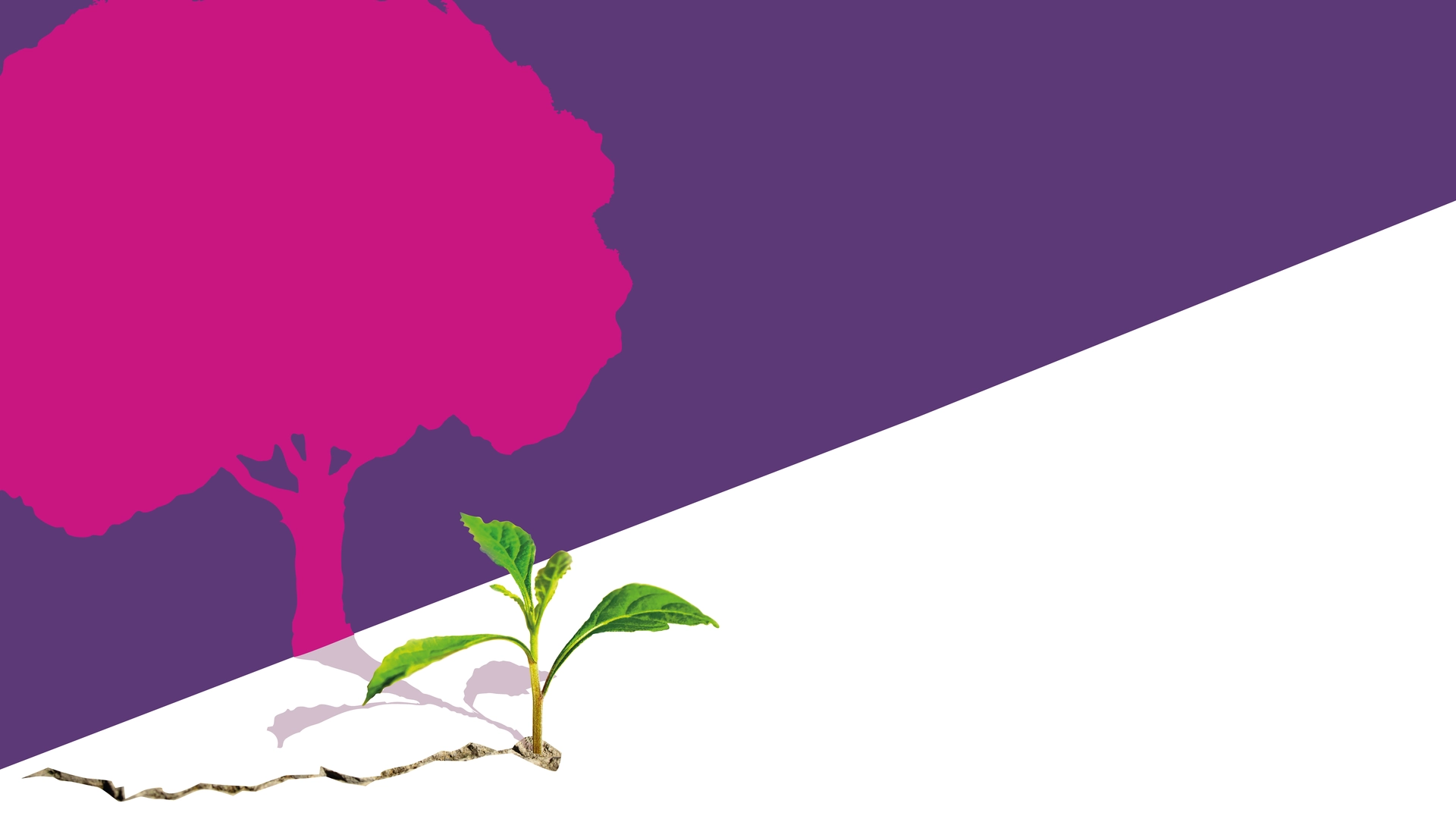 Copertina del Meeting del Volontariato 2025 – Il coraggio della speranza: una piccola piantina nata in una fessura proietta l’ombra di un grande albero. 12–13–14 dicembre 2025 a Bari. Centro di Servizio al Volontariato San Nicola ETS